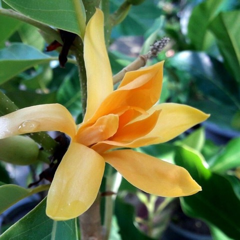 annual no yes champa golden cham.jpg