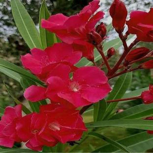 no annual yes red karabi 1 globa.jpg