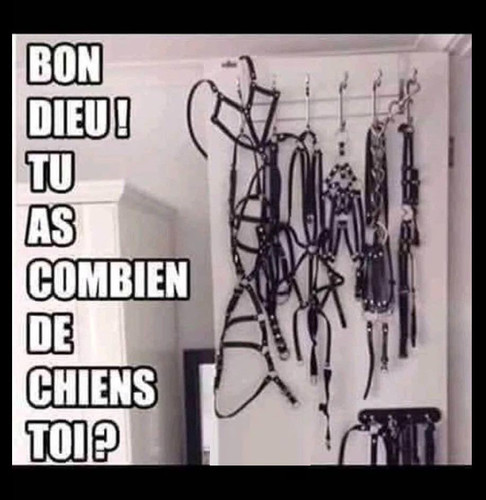 chiens.jpg