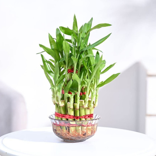 518eaTa9hmL. SL1000 .jpg