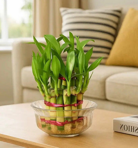 75056ffe b778 4775 a6d9 c9206b9772f4.jpg