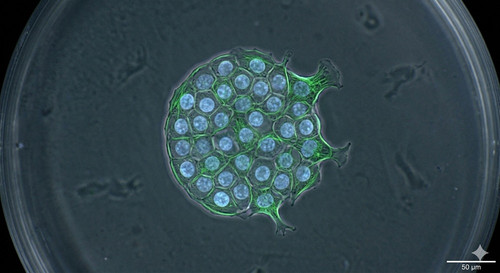 How Vega Stem Cell is Redefining Modern Restorative Medicine.jpg