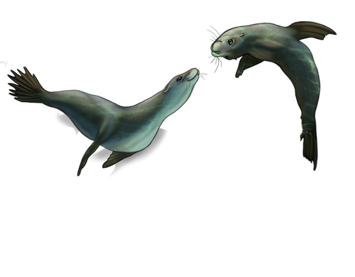 sea lions adol fem.png