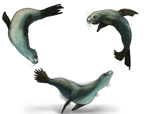 sea lions cub.png