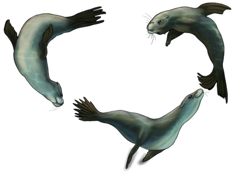 sea lions newb.png