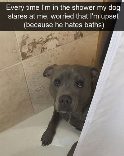 funniest pets memes jokes 6943cb033285e 700.jpg