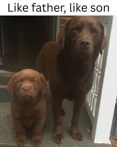 funniest pets memes jokes 6943caef17ebe 700.jpg