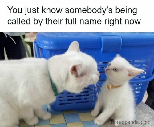 6943fee594601 funniest pets memes jokes 700.jpg