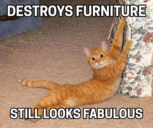 funniest pets memes jokes 6943c7e303c48 700.jpg