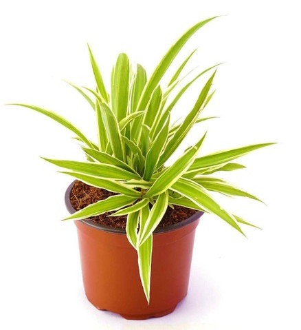 spider plant chlorophytum fresh.jpg