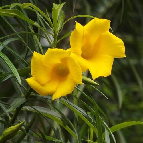 71WIlLzw87S. AC UF1000,1000 QL80.jpg