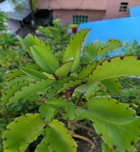 8 pathorkuchi leaf seeds bryophy.jpg
