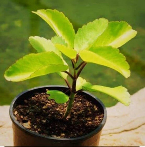 1 indian bryophyllum pinnatum pa.jpg