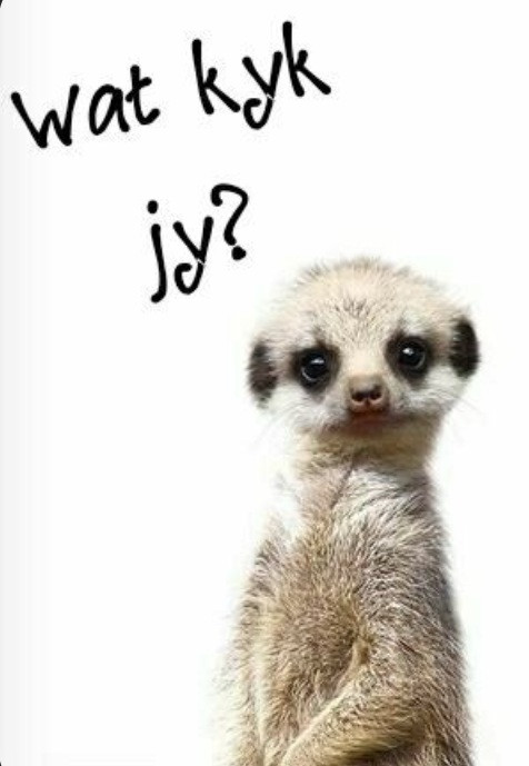 meerkat.jpg