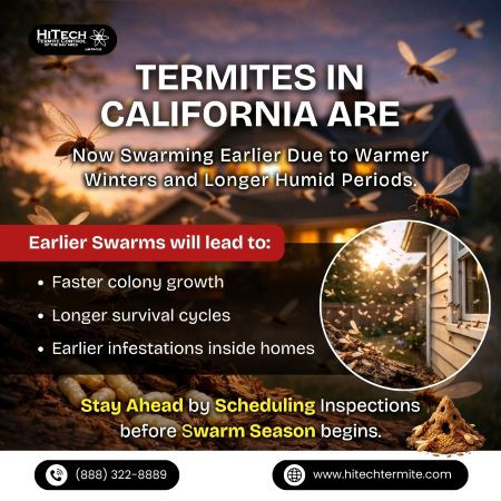 Termites in California.jpg
