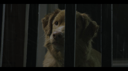 Good Boy 2025 GBR BluRay Remux UHD DoVi HDR10 2160p DTS HDMA5.1 CHD.mkv 20260305 000207.270.jpg