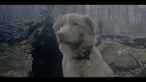 Good Boy 2025 GBR BluRay Remux UHD DoVi HDR10 2160p DTS HDMA5.1 CHD.mkv 20260305 000134.871.jpg