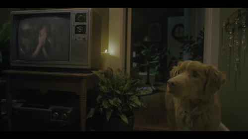 Good Boy 2025 GBR BluRay Remux UHD DoVi HDR10 2160p DTS HDMA5.1 CHD.mkv 20260305 000231.567.jpg