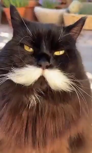 wilford.png