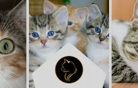 Cat Strip Feeder uae.jpg