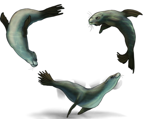 sea lions adol.png