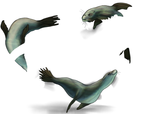 sea lions fem.png