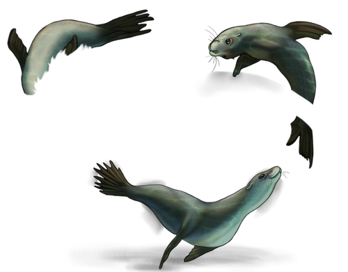 sea lions male.png