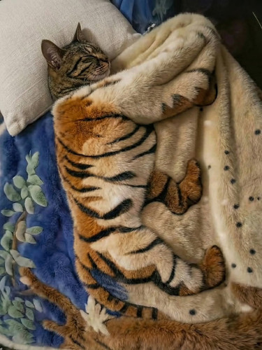 cats sleep 9284216.jpg