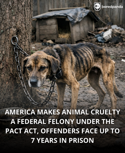 01. animal cruelty is now a federal felony in the US.png