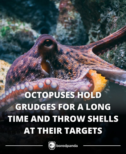 OCTOPUSES HOLD GRUDGES FOR A LONG TIME AND THROW SHELLS AT THEIR TARGETS.jpg