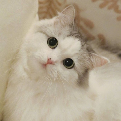 kucing.jpg