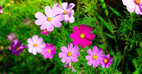 flores verano jardin.jpg