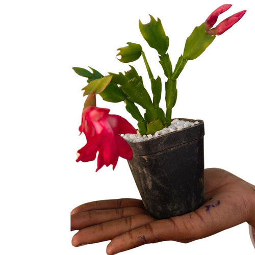 Spring Starter Pack Flowers Inst.jpg