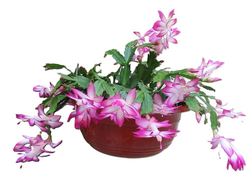 51kIdWhD45L. AC UF1000,1000 QL80 .jpg