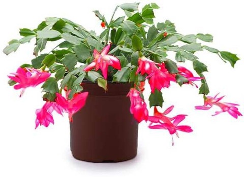 yes perennial yes live zygo cact.jpg