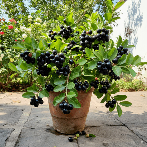 Jamun Blackberry Plant 768x768.jpg