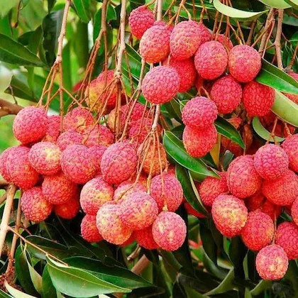 online plant bazar red litchi gr.jpg