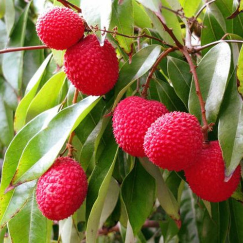 lITCHI pLANT.jpg