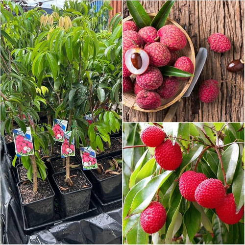 71CbFwZCzSL. AC UF1000,1000 QL80.jpg