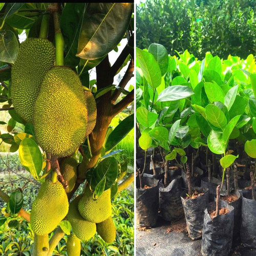 thai pink jackfruit grafted sapl.jpg