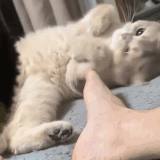 cat3.gif
