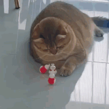 cat10.gif