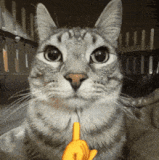 image0.gif