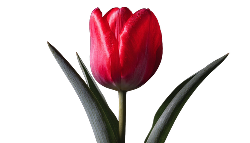 4d82d468119a.png