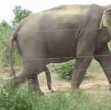 4416.gif