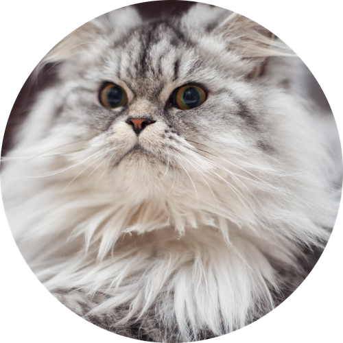 Persian.png