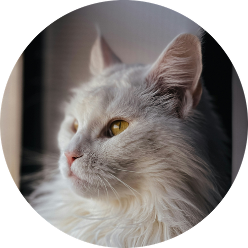 Maine Coon.png