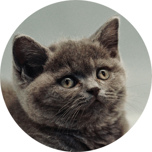 British Shorthair.png
