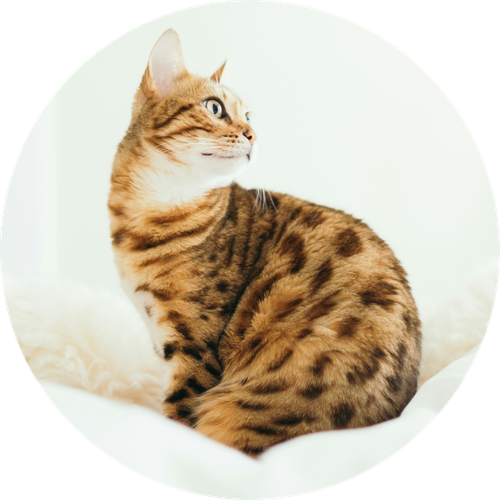 Bengal.png
