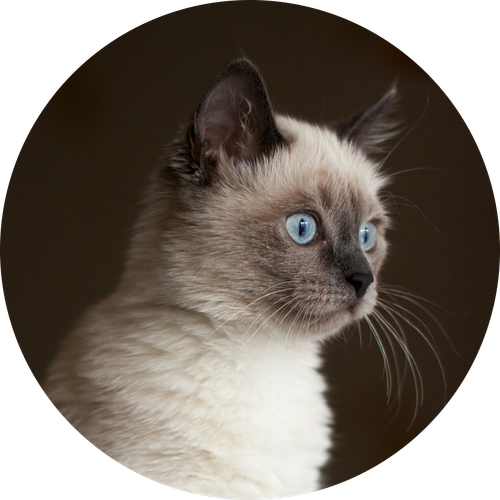Siamese.png